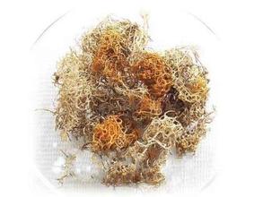 玉龙雪山山珍 雪茶