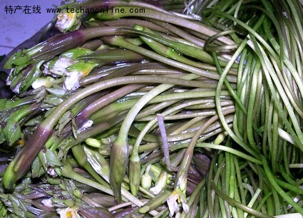 矮高河菜