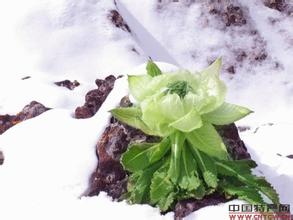 德钦雪莲花