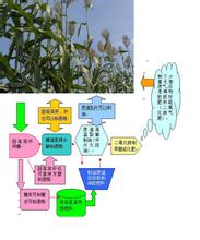 甜高粱