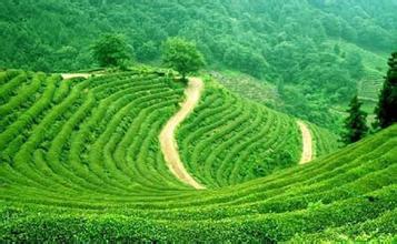 清凉磨锅茶