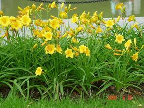 建水黄花菜