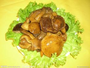 牛肝菌