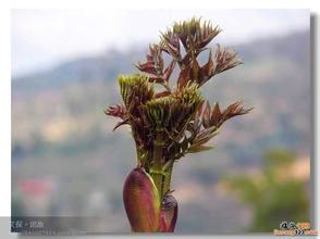 树头菜
