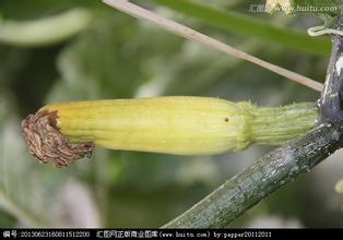 西 瓜