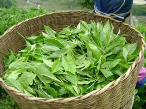玛玉茶