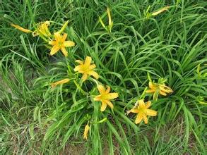 庆城黄花菜