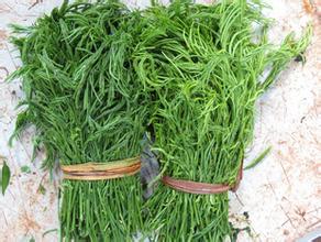 山茅野菜