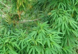 临夏大麻