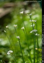 野葱花