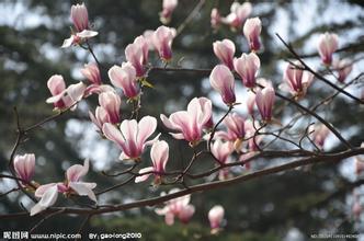 木兰