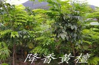 灵台秃梨