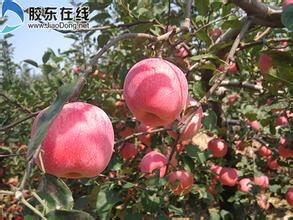 陇蜜苹果