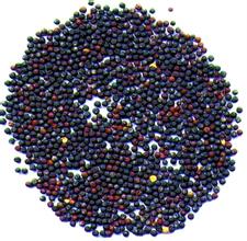 张掖油菜籽