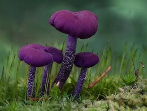 永昌蘑菇