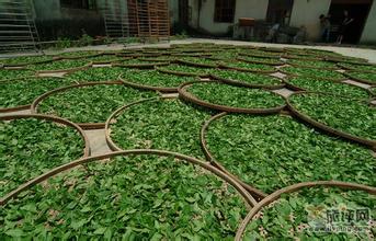 文县绿茶