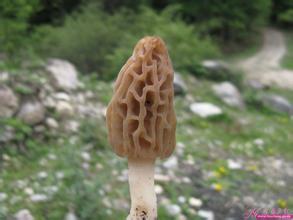 甘肃羊肚菌