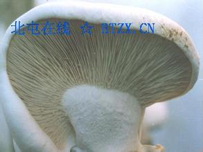 阿魏蘑菇