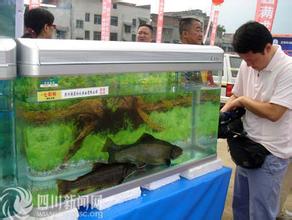 冷水鱼干