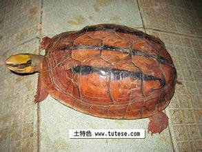 五指山金钱龟