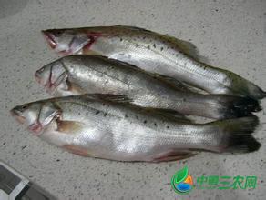 斗门海鲈