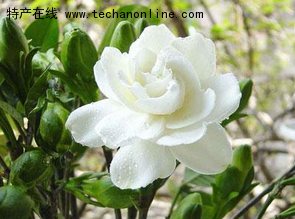 香港茶花(红山茶)