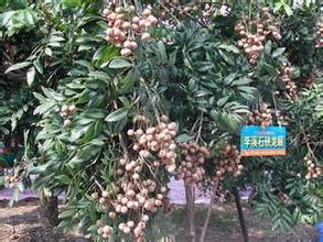 路溪石硖龙眼
