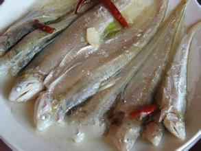 乌头鱼与鲚鱼