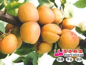 鲜食杏