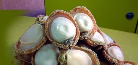 靖海鲍鱼