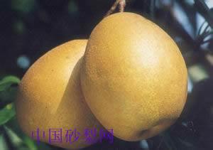 沙梨