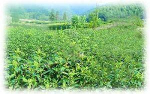 新垌绿茶