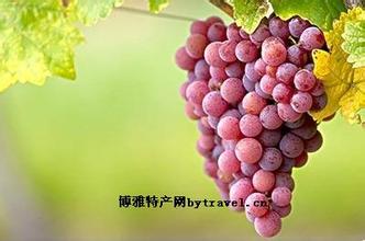 库车阿克沙依瓦葡萄