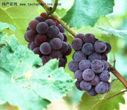 永乐葡萄