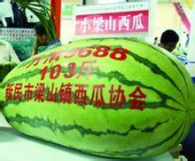 小梁山西瓜