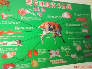 鹿产品