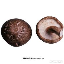 阜新蘑菇