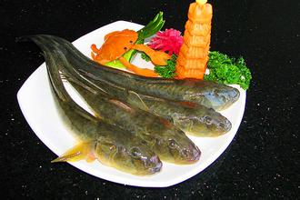 清河胖头鱼