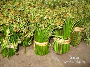 抚顺蕨菜