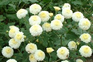 铜锣杭菊