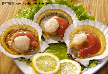 大连虾夷扇贝