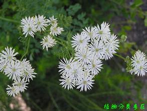 唐松草