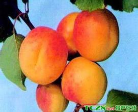 庄河歇马杏