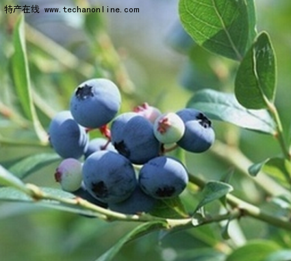 庄河蓝莓