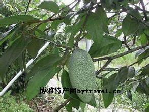阿里山爱玉子