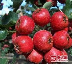 摩云山山楂