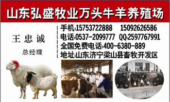 德惠肉牛