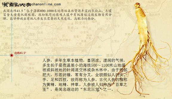 长白山人参