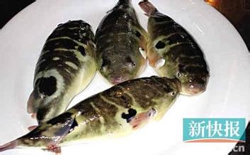 巴鱼