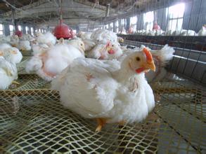 德惠肉鸡
